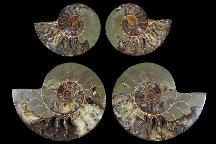 Lot: - Cut/Polished Ammonite Fossils - Pairs #117105